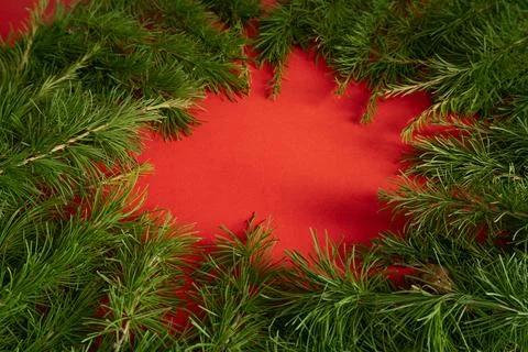 Live larch branches on a red background , the concept of a creative Christmas Stock Photos