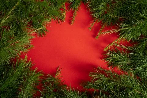 Live larch branches on a red background , the concept of a creative Christmas Stock Photos