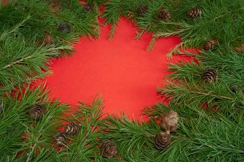 Live larch branches on a red background , the concept of a creative Christmas Stock Photos
