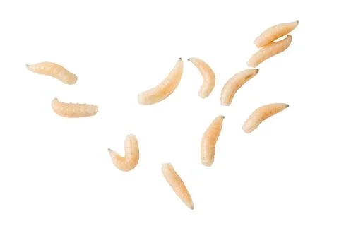 Live larvae float against a plain white background Stock Photos