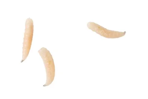 Live larvae float against a plain white background Stock Photos