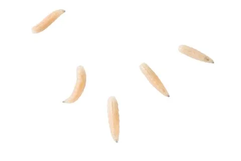 Live larvae float against a plain white background Stock Photos