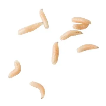 Live larvae float against a plain white background Stock Photos