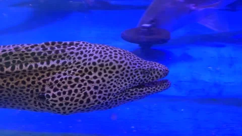Live Leopard Moray Eel Close Up in Blue Aquarium in Seafood Restaurant on the Video stock 342366196