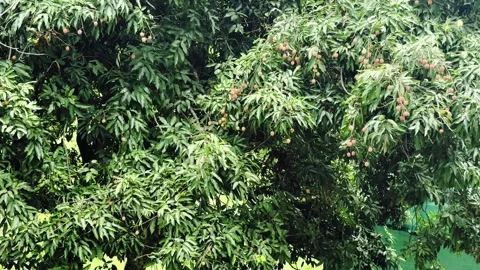 Live Litchi fruit laden on Lychee tree in Sikkim Stock Footage 313465131