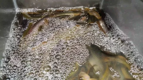 The live loach is in the pool Stock Footage 166844073