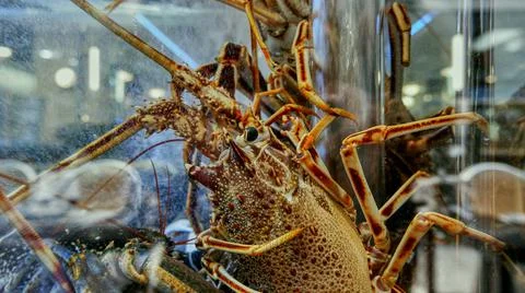 Live lobster in the aquarium of a restaurant in Valencia Stock Photos