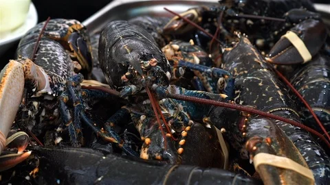 Live Lobster Being Cooked. Stock Footage 102845285