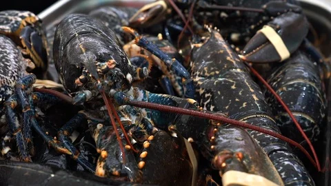 Live Lobster Being Cooked. Stock Footage 102845294