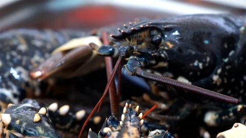 Live Lobster Being Cooked. Stock Footage 102845304