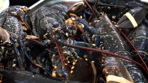 Live Lobster Being Cooked. Video stock 102845308