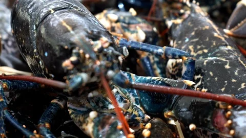 Live Lobster Being Cooked. Stock Footage 102845315