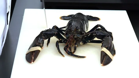 Live Lobster Being Cooked. Stock Footage 102845364