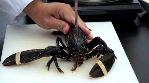 Live Lobster Being Cooked. Stock Footage 102845368