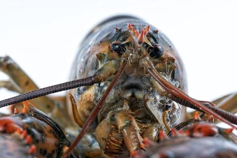 A live lobster isolated on white Stock Photos