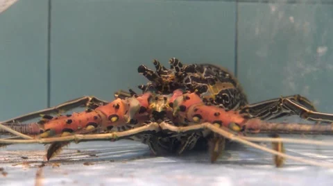 Live lobster in a tank 動画素材 50878734