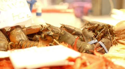 Live Lobsters Stock Footage 8857033