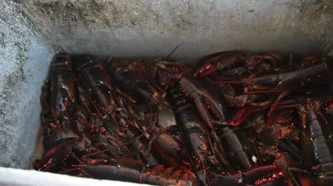 Live Lobsters Wait in a Holding Bin, Maine Stock Footage 25571486