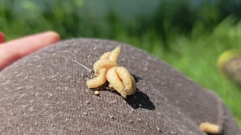 Live Maggots on Fishing Hook – Close-Up Stock Footage 325089716