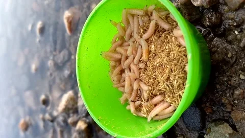 Live maggots - screwworm larvae, quickly swarm in a storage container Stock Footage 255805665