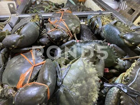 Live mangrove or mud crabs, Scylla serrata hogtied on sale at the local wet m Stock Photos