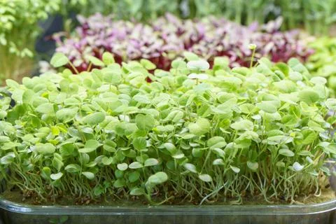 Live micro green of clover grows in a tray on rack in micro greens farm Stock-Fotos