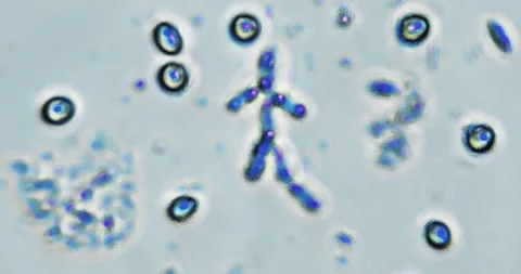 Live microscopic observation of a natural micro ecosystem contained within Stockbeeldmateriaal 328829035