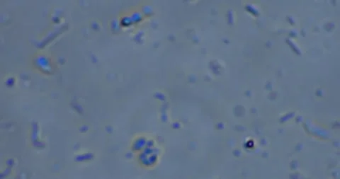 Live microscopic observation of a natural micro ecosystem contained within 스톡 동영상 328837123