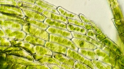 Live Moss Cells Captured Under Brightfield Microscopy, 400x Stock-Footage 320457690