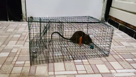 Live Mouse Caught in Humane Wire Trap on Tiled Floor Stock Footage 321234413