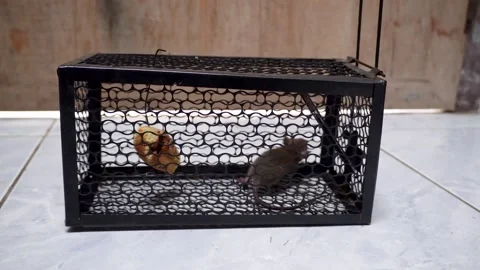 Live Mouse Trapped Inside Metal Wire Cage Trying To Escape Vidéo 347112450