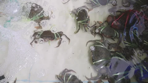 Live mud crabs tied with green ribbons in a shallow water tank at a seafood.. Stock Footage 343115059