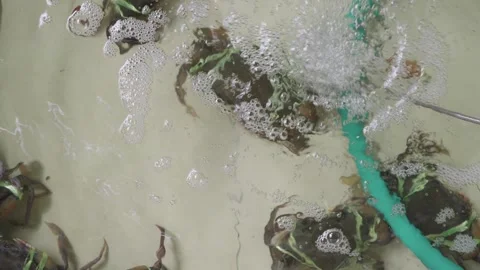 Live mud crabs tied with green string in a market water tank with an aerati.. 库存影片 346690994