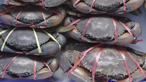 Live mud crabs tied with red straw rope for sale in a traditional seafood m.. Stock-Footage 334545828