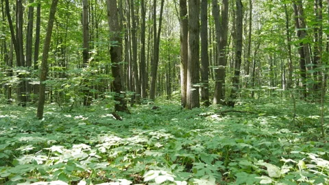 Live nature. In the deciduous forest in summer. Stock Footage 100160227