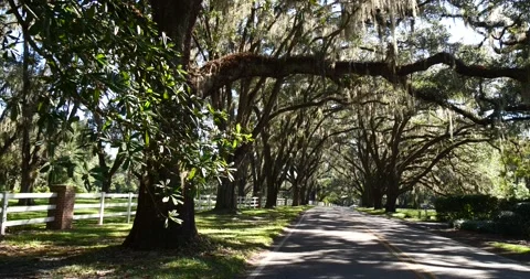 Live Oak canopy road with dappled sunlight pans right in Tallahassee, Florida Stock Footage 152528548