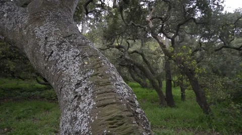 Live Oak Grove Stock Footage 48751039
