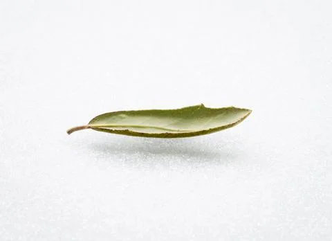 Live Oak leaf levitating over snow Foto stock