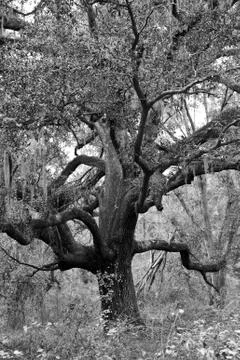 Live Oak Stock Photos