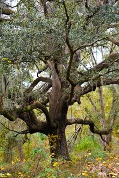 Live Oak Stock Photos