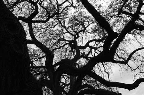 Live Oak Stock Photos