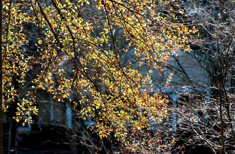 Live Oak Stock Photos