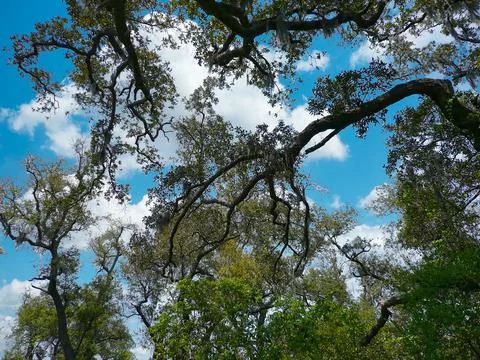 Live Oak Stock Photos