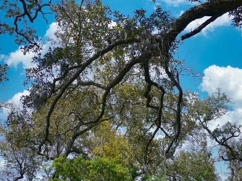 Live Oak Foto stock
