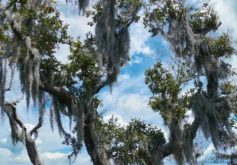 Live Oak Stock Photos