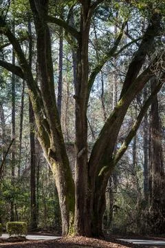 Live Oak Stock Photos