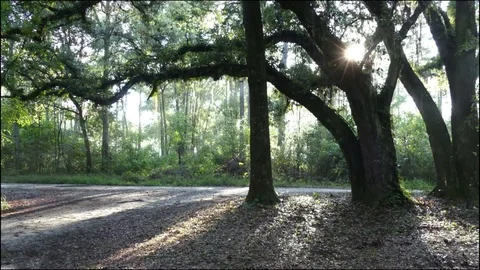 Live Oak time lapse bucolic sunrise shines, flares through gnarled branches Stock Footage 73234519