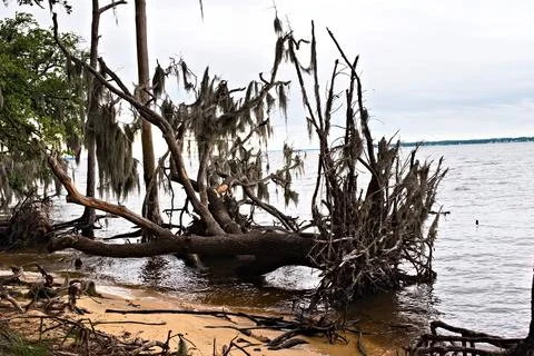 Live Oak Trail Fallen Tree Stock Photos