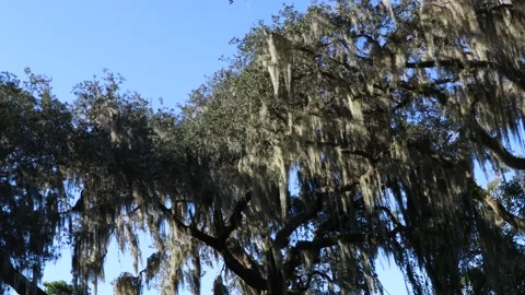Live Oak tree draped with Spanish Moss in Florida. 4K Stock Footage 139657104