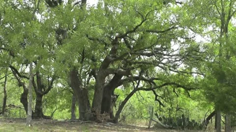 Live Oak Tree Stock Footage 12433646